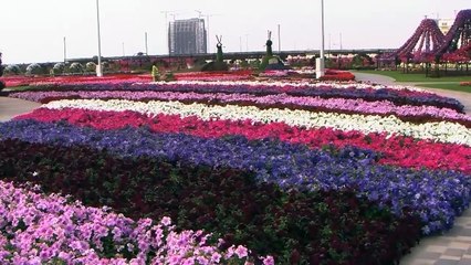 Dubai's Miracle Garden has 45 million flowers