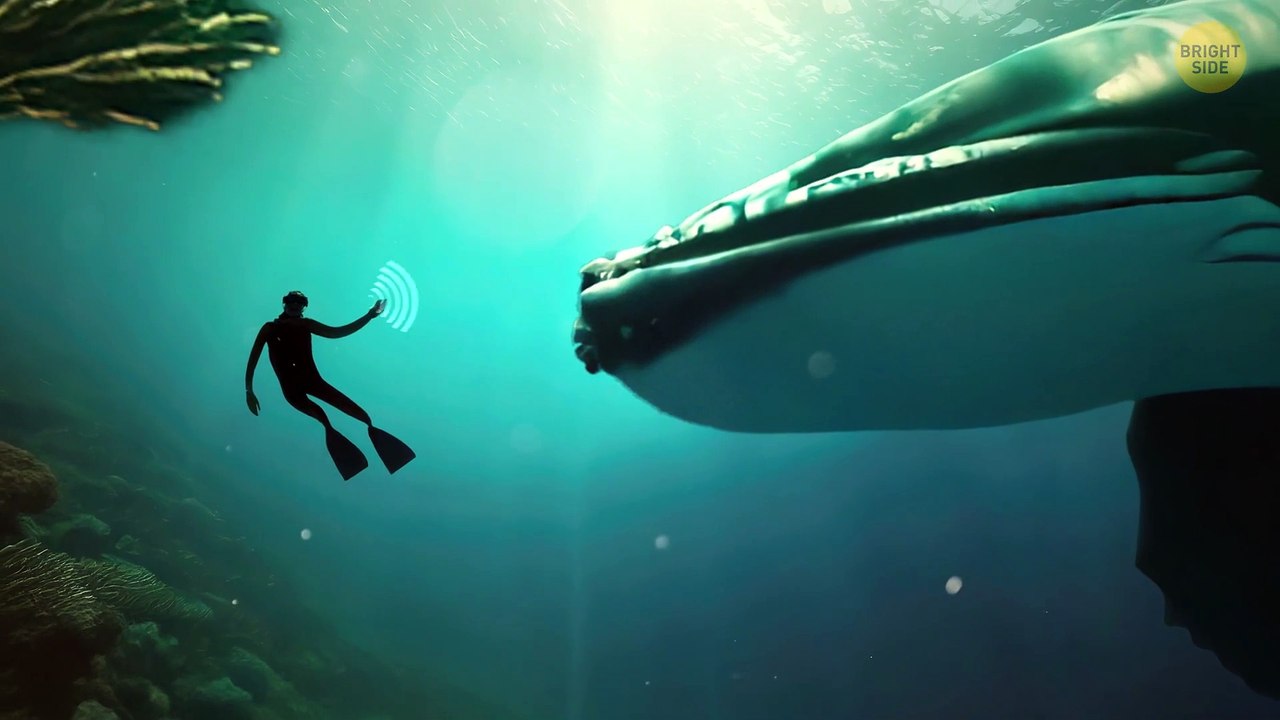 Experts Finally Decoded Antarctica’s Eerie Ocean Noises