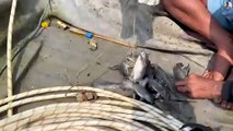 পদ্মা নদীতে ডুবিয়ে মাছ ধরার অভিনব কৌশল । An Unique Fishing In The Padma River