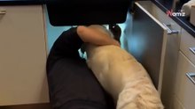 Un fontanero viene a desatascar un fregadero y el golden retriever de la familia decide ayudarle