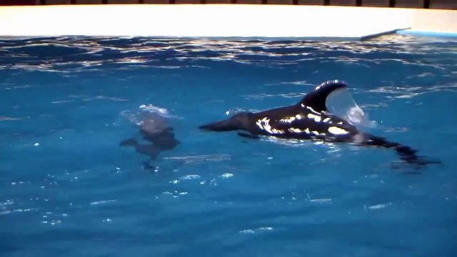Baby Dolphin prepares to join show at Dubai Dolphinarium
