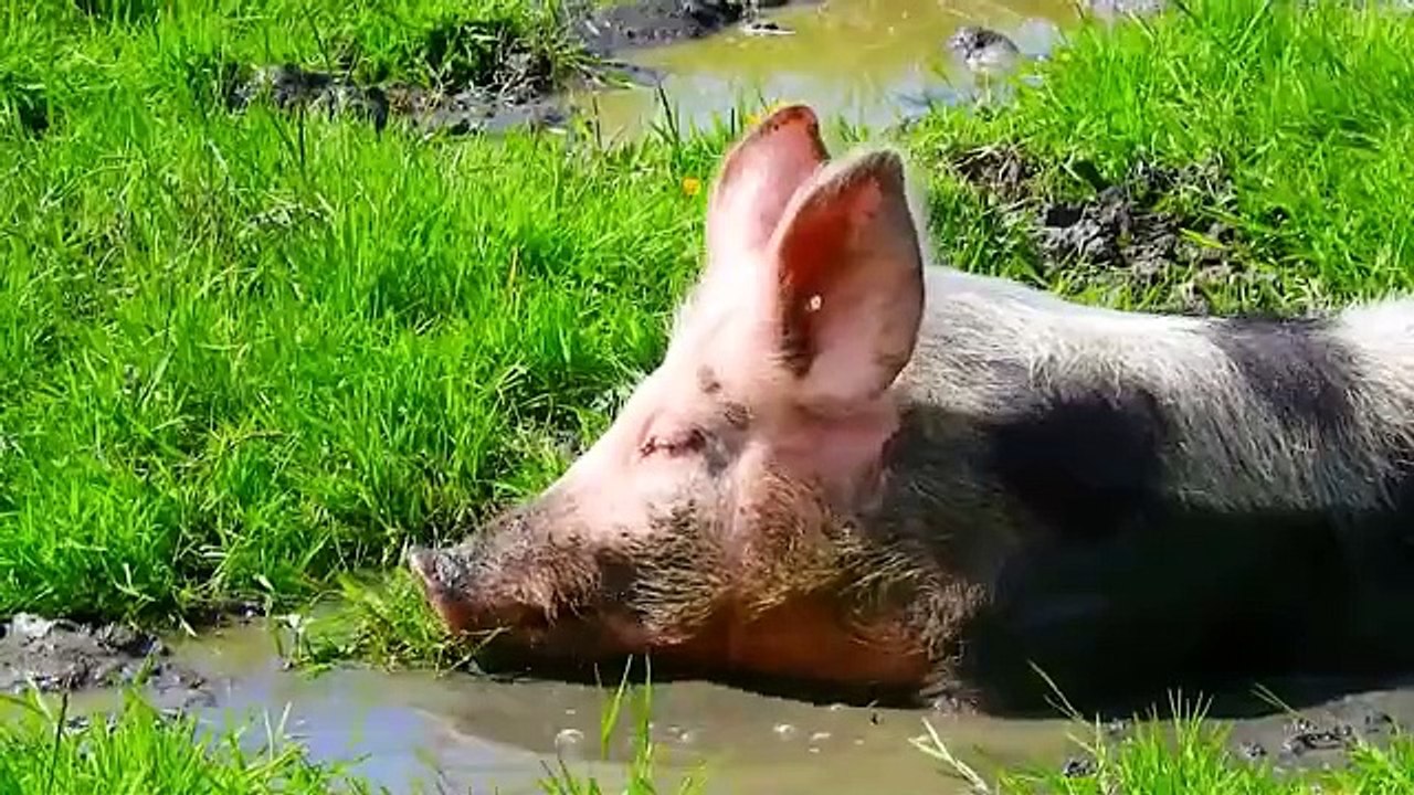 Cute Small Animals - Sheep, Cow, Turtle, Chicken, Dog, Cat, Duck, Pig - Interesting Animals