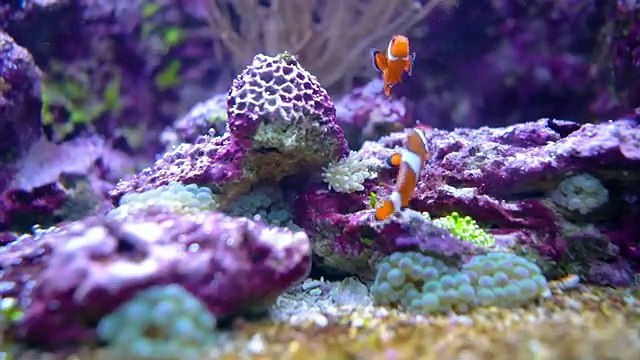 Farm Animal Sounds - Cow, Sheep, Cat, Dog, Chicken - Animal Engraved Sounds