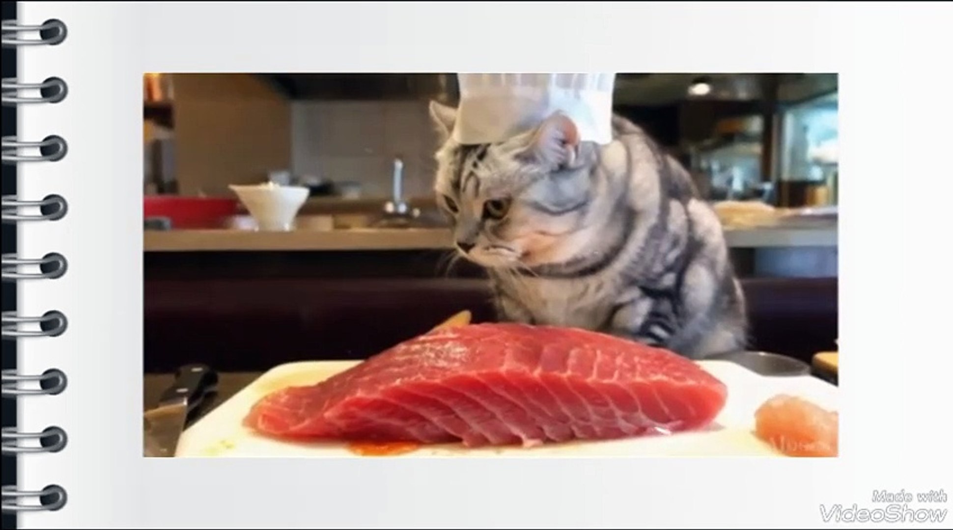 ⁣Cat video.fanny moments cats.