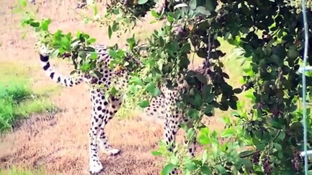 Al Bustan Zoological Center is a zoo for endangered species in Sharjah