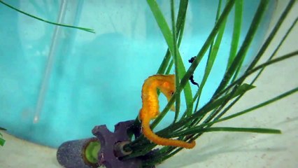 Baby seahorses meet at The Lost Chambers Aquarium in Dubai