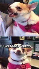 Cómo Liberar Espacio en WhatsApp (Video: @elrincondecabra)