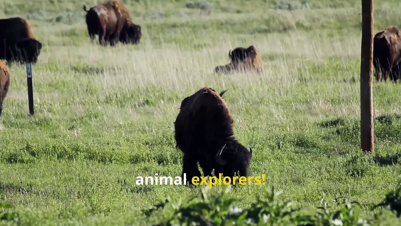Fun Bison Facts, How Fast Can These Massive Animals Run?