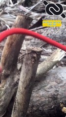 Wonderful knot for Survival Bushcraft #knotshort