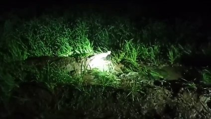 सिलीसेड तालाब से किसान के खेत में पहुंचा मगरमच्छ