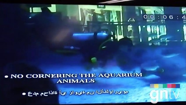 Diving with sharks at Dubai Aquarium