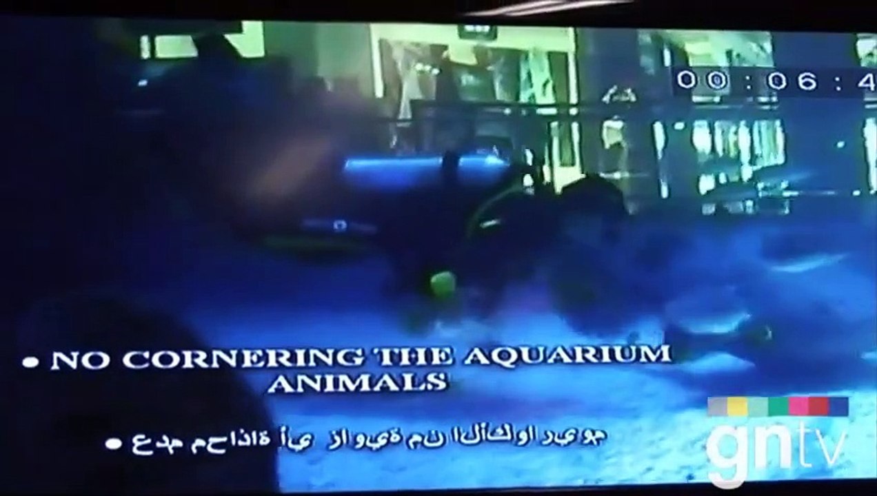 Diving with sharks at Dubai Aquarium