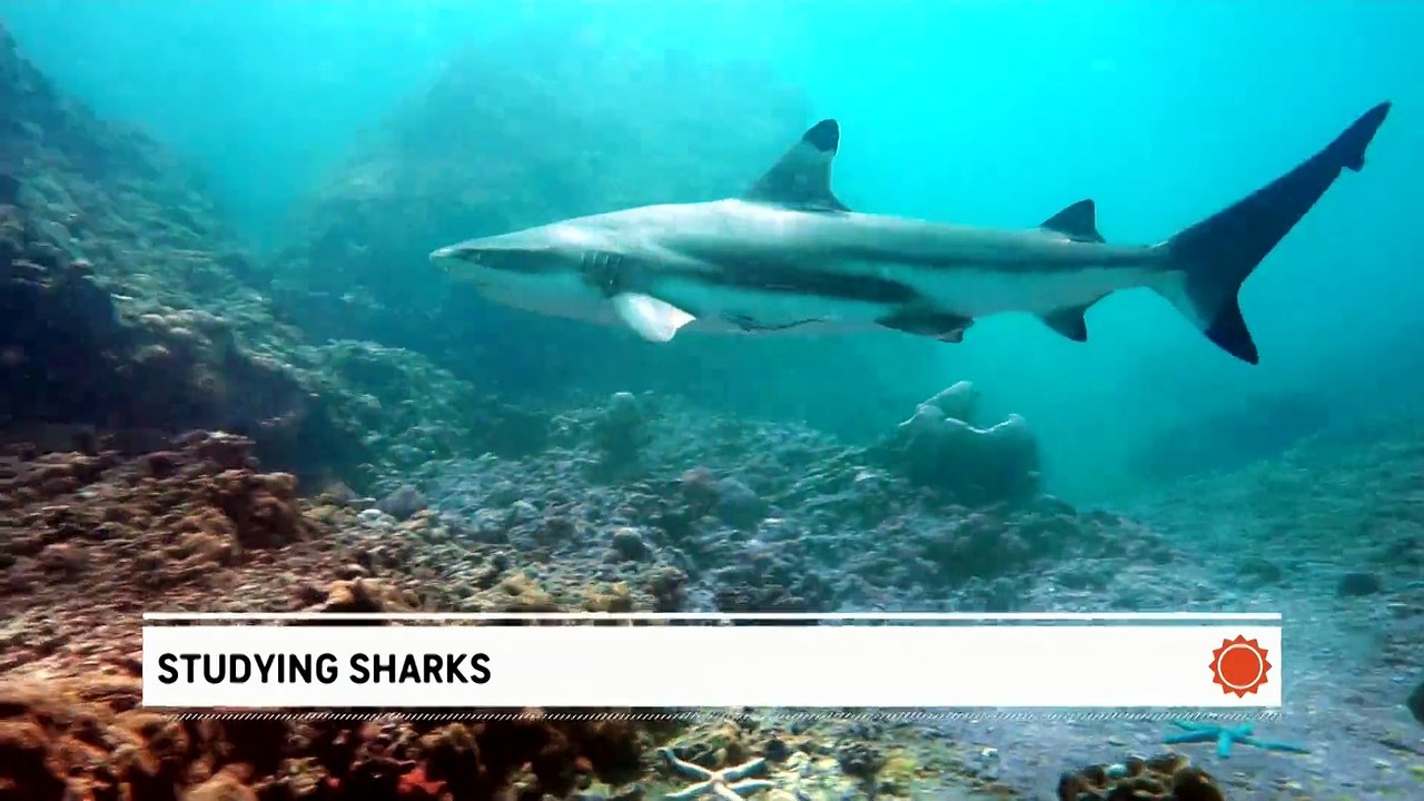 Studying sharks