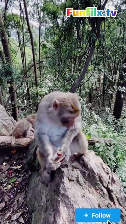 Monkey is very smart