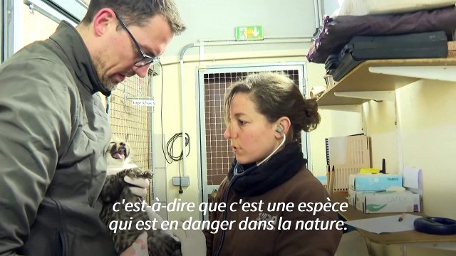 Des bébés guépards nés au zoo de Montpellier
