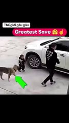 Smart dog protects baby
