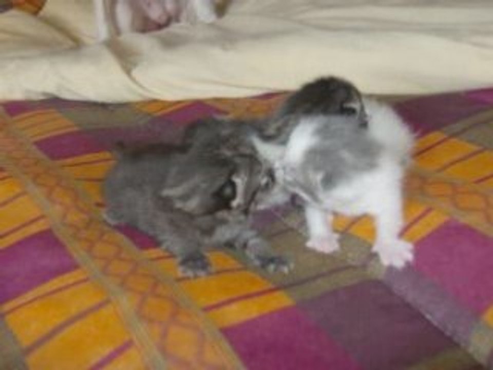 Chatons de gwen