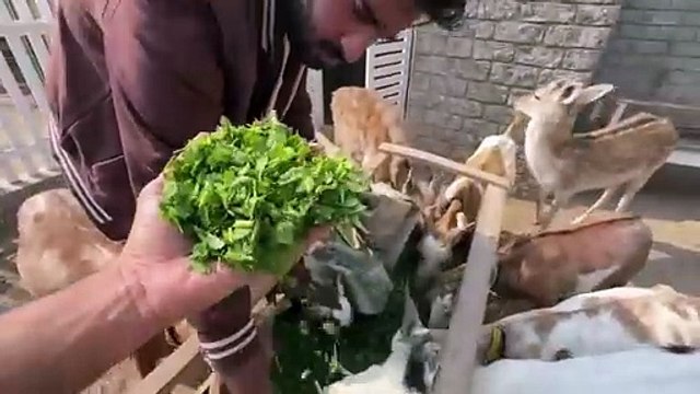 shehar men dehat ep 142 2025 animal mini zoo Wao Hmara Koonwa Kitna Piara Hojae Ga Ab