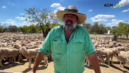 Buyers pick and choose at West Wyalong special sheep sale