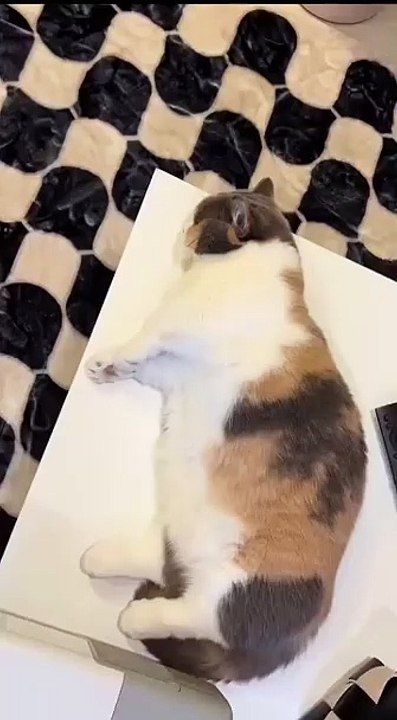 Tanzender Hund auf Musik! 20250212