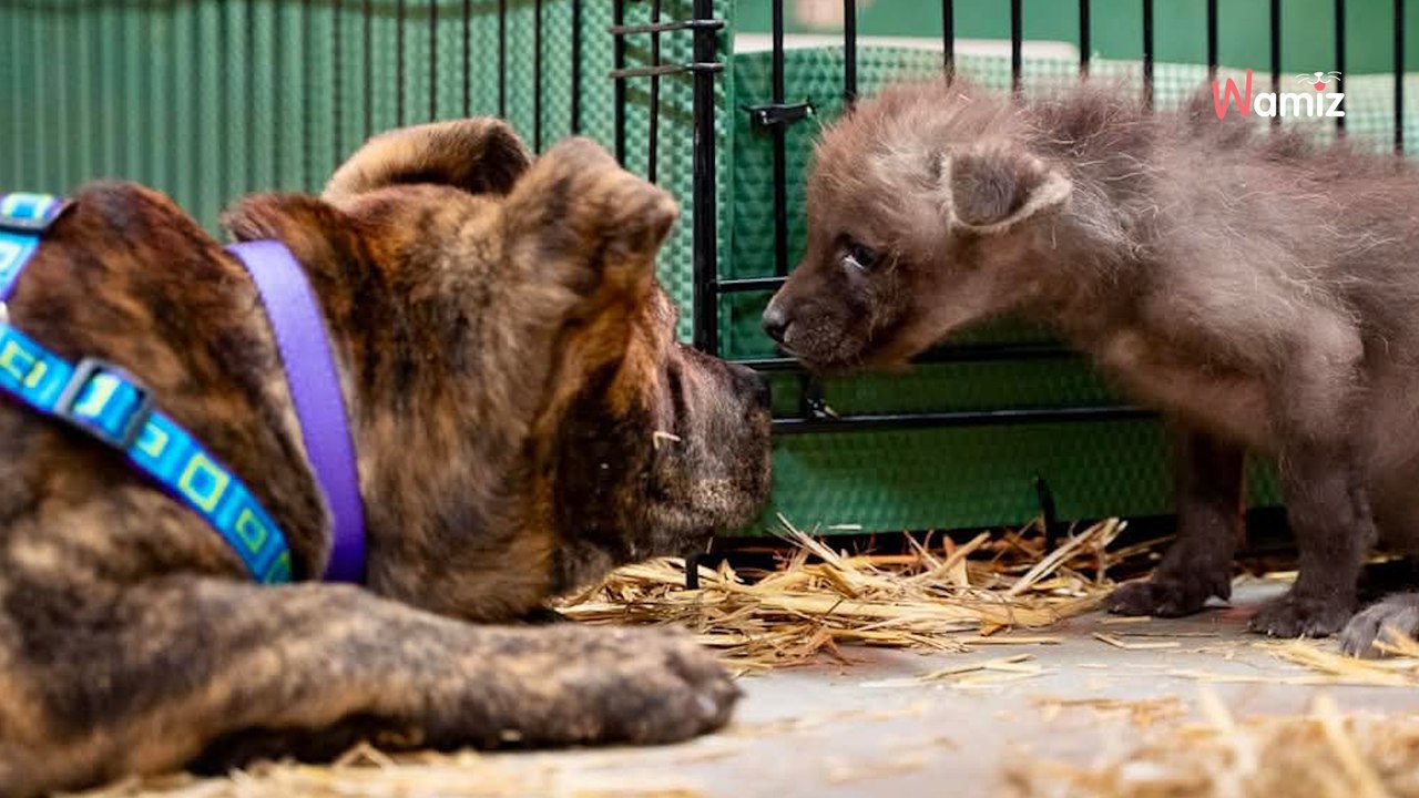 Wolf pup struggles after losing mother until zoo finds him an unlikely companion