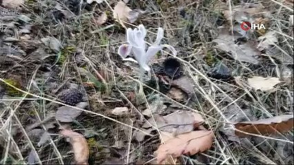 O ilimizde kar yağarken ağaçlar çiçek açtı!