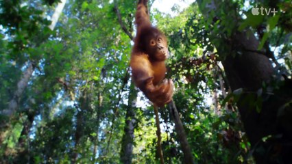 A Vida Secreta dos Animais — Trailer oficial | Apple TV+