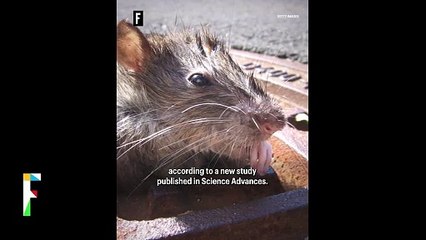 Rising rat populations cost the U.S. $27 billion a year