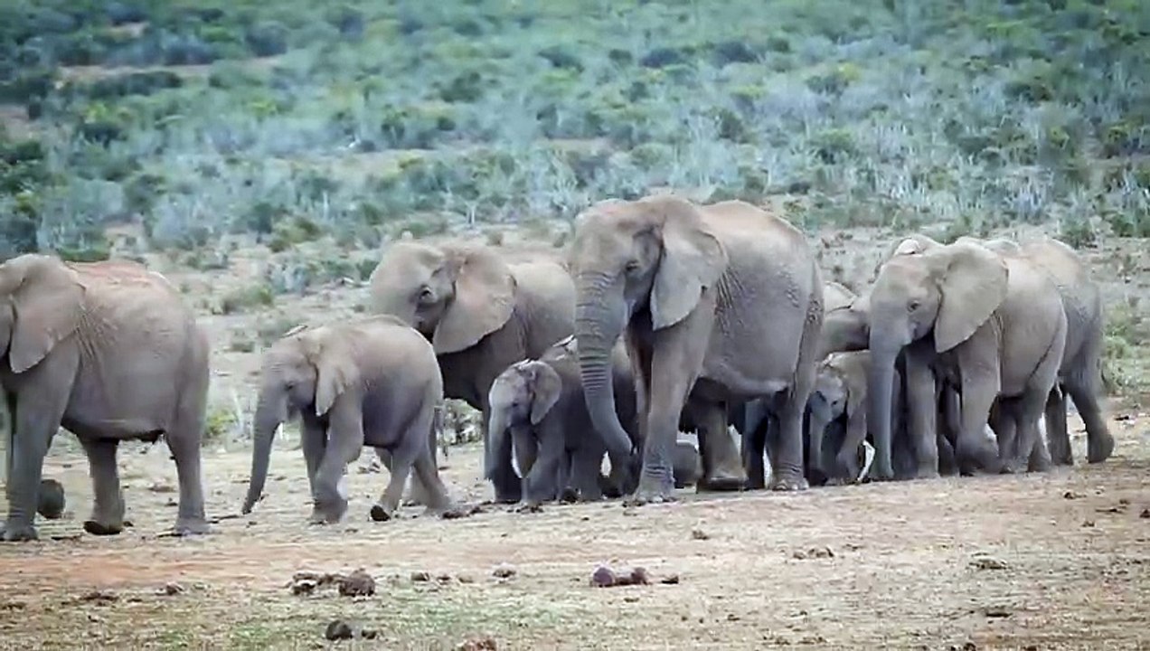 Elephant 🐘