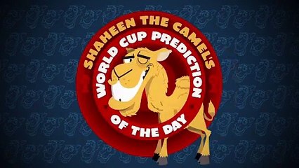 Spain vs Chile: Shaheen the camel's World Cup prediction of the day