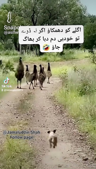 Latest New Funny Video pet 2025