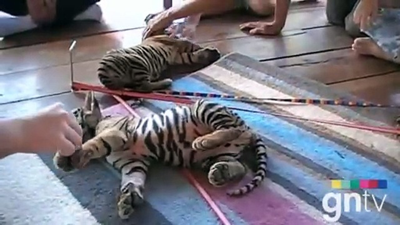 Thailand's Tiger Temple