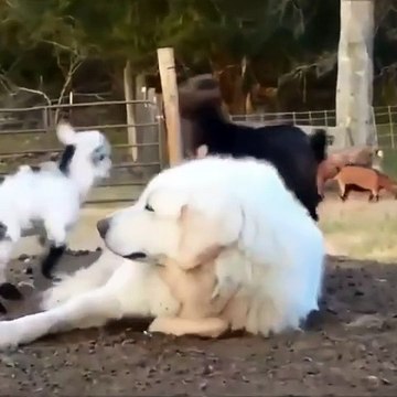 Baby Goats Jumping On Sleeping Great Pyrenees