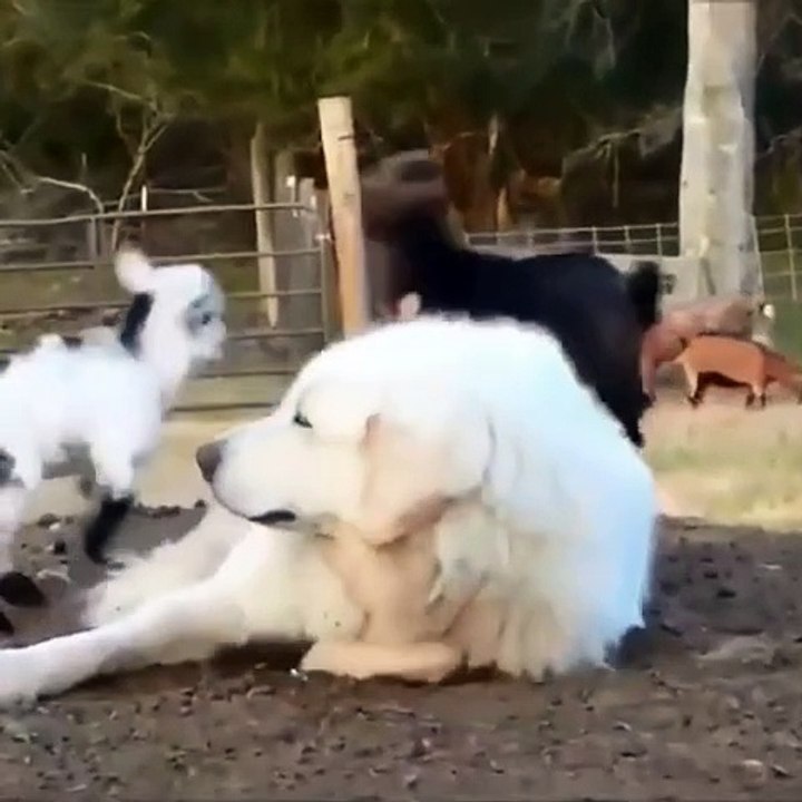 Baby Goats Jumping On Sleeping Great Pyrenees
