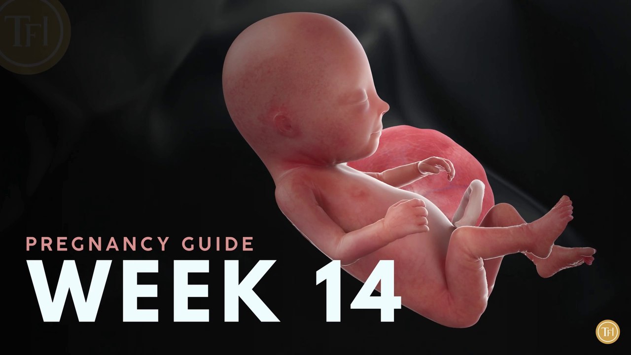 What to Expect at Week 14 | Week by Week Pregnancy Guide