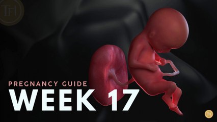 What to Expect at Week 17 | Week by Week Pregnancy Guide