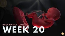 What to Expect at Week 20 | Week by Week Pregnancy Guide