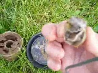 Fourmis solaires