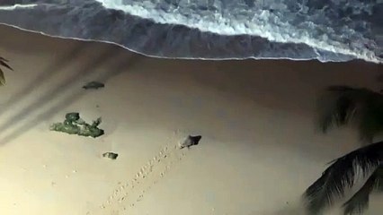 Tartaruga-de-pente desova na praia de Cruz das Almas