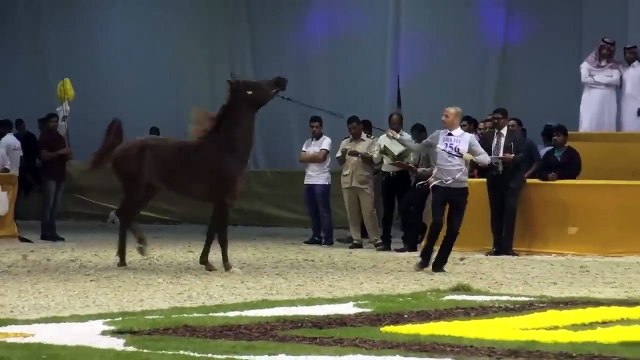 The most beautiful horses at the Dubai International Horse Fair