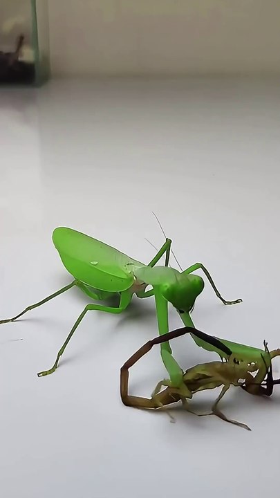 Praying Mantis vs Scorpion