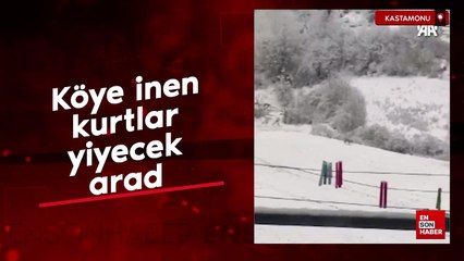 Kastamonu'da köye inen kurtlar yiyecek aradı