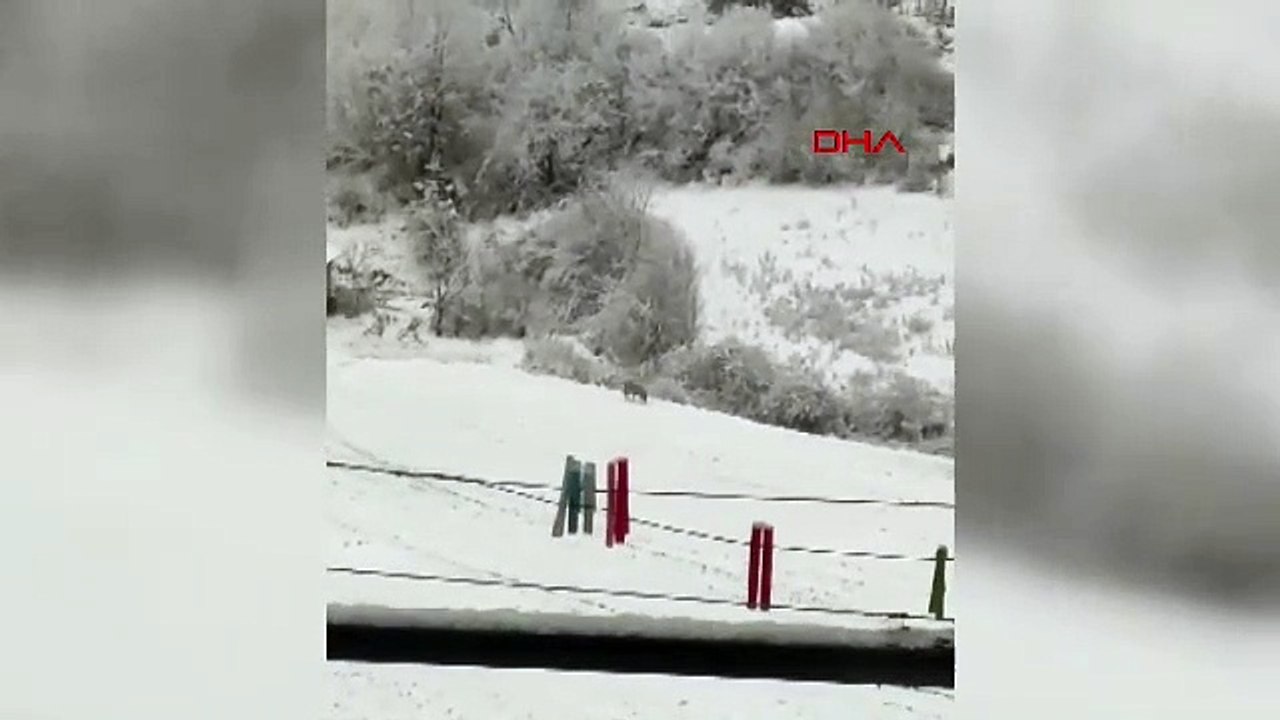 Kastamonu'da aç kalan kurtlar köye indi; o anlar kamerada