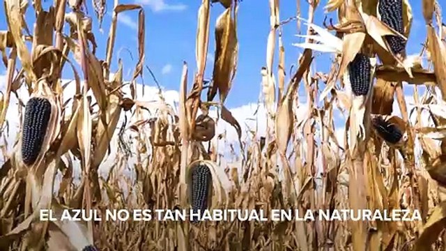 Aventuras gastronómicas: tortillas de maíz azul