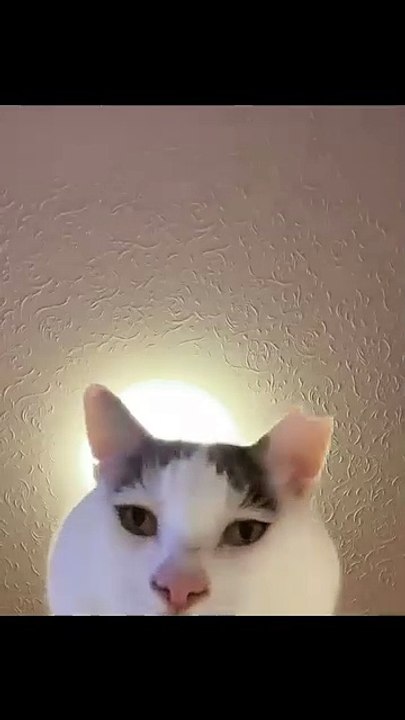 Schlaue Katze öffnet Tür! 20250212