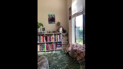 Cats With Zero Brain Activity 😂