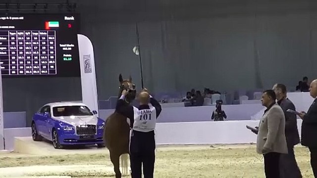 Dubai International Arabian Horse Fair: A parade of stunning horses