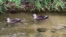 Spot-billed duck's daily life