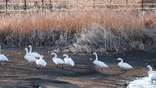 flock of swans walking