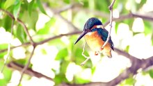 Kingfishers wear beautiful colored feathers.